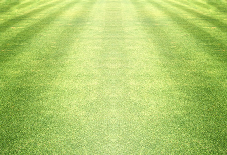 Golf Courses green lawn pattern textured background.の写真素材
