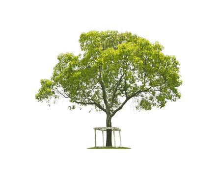 Green tree leaves isolated on white background.の写真素材