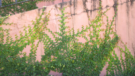 The Green Creeper Plant on the Wallの写真素材
