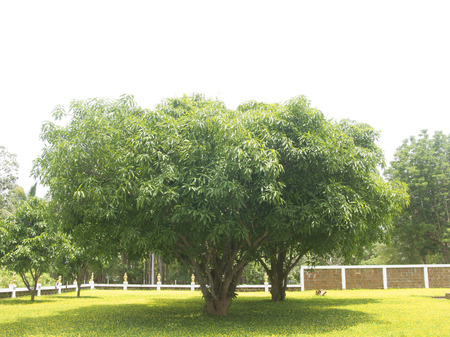 Mango Tree isolated on a white background.の写真素材