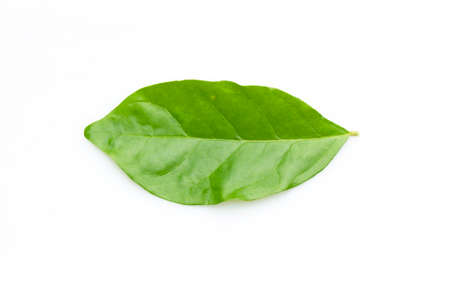 Green leaf naturally isolated on white background.