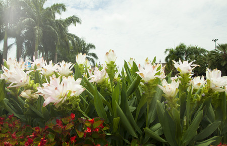 Siam tulips blooming in Chiang Mai province Thailandの写真素材