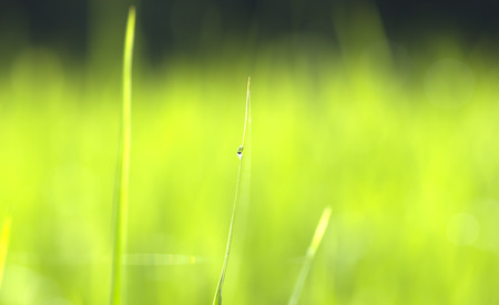 Green grass droplets in the morning of a refreshing new day.
