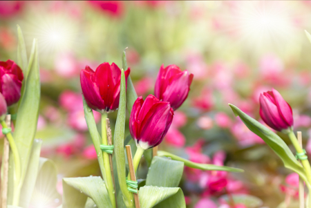 Red tulip blurred bokeh Natural flowers backgroundの写真素材