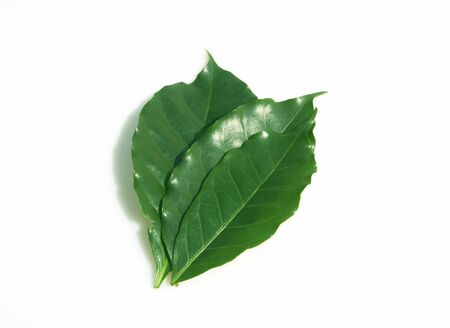 Coffee leaf green on a white background.の写真素材