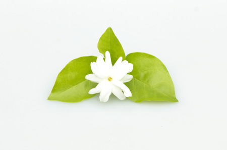 White jasmine flowers fresh flowers natural backgrounds.の写真素材