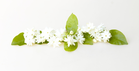 White jasmine flowers fresh flowers natural backgrounds.の写真素材