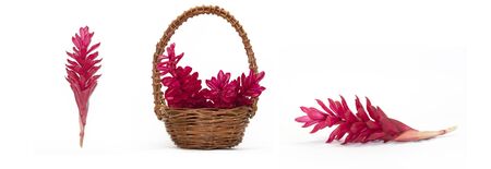 Baskets Ginger flower isolated on white.の写真素材