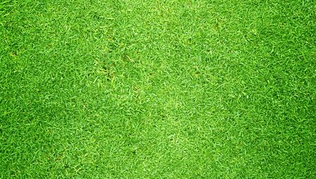 Green grass background Beautiful grass football fieldの写真素材