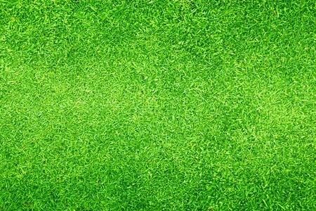 Green grass background Beautiful grass football fieldの写真素材