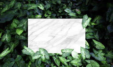 Creative layout made of flowers and leaves with Marble  card note
の写真素材