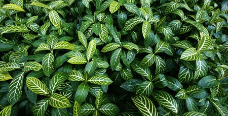 Green leaf texture  Leaf texture background Abstract nature