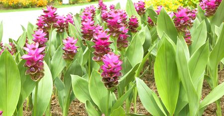 Pink Siam tulip fields in the park.の写真素材