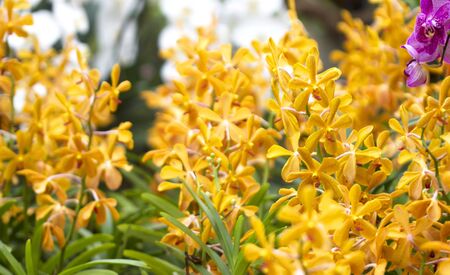 summer blooming flowers of yellow lily