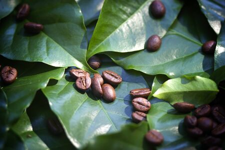 Roasted coffee beans on a fresh green coffee leaf backgroundの写真素材
