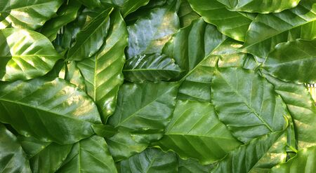 Roasted coffee beans on a fresh green coffee leaf backgroundの写真素材