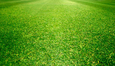 Grass field / Green grass backgroundの写真素材