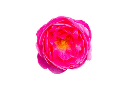 Pink rose flower isolated on white background