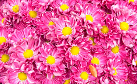 Pink flower beautiful blooming background designの写真素材