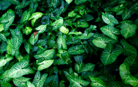 Green leaves pattern background  Natural background and wallpaperの写真素材