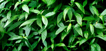 Green leaves pattern background  Natural background and wallpaper