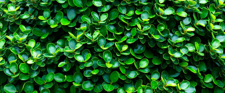 green leaves background for wallpaper design