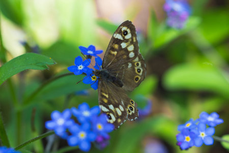 Butterfly and flowers