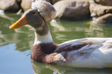 Tufted duck in the pondの写真素材