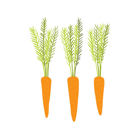 Different carrots hand drawn illustration. Cartoon style flat design, isolated vector. Summer, autumn harvest, farmer market print element, farming, gardening, healthy, vegetarian foodのイラスト素材