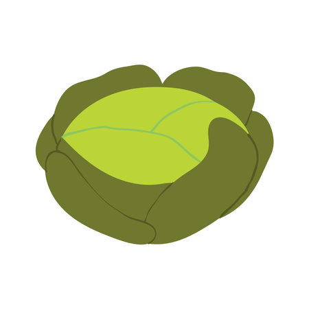 Cabbage hand drawn illustration. Cartoon style flat design, isolated vector. Summer, autumn print element, farming, gardening, harvest, agriculture, healthy food, vegetarian diet, seasonal ingredientのイラスト素材