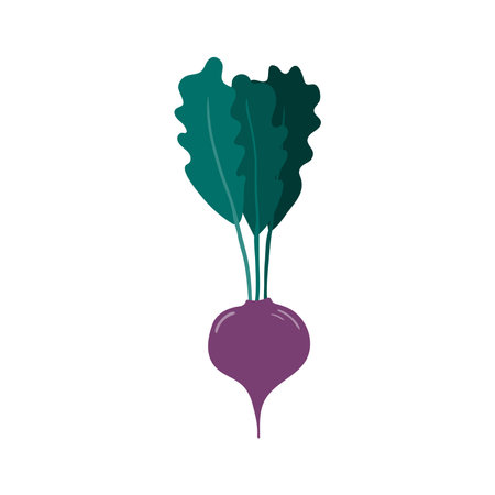 Beetroot, radish hand drawn illustration. Cartoon style flat design, isolated vector. Summer, autumn...