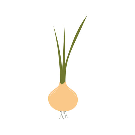 Onion hand drawn illustration. Cartoon style flat design, isolated vector. Summer, autumn print element, farming, gardening, harvest, agriculture, healthy food, vegetarian diet, seasonal ingredientのイラスト素材