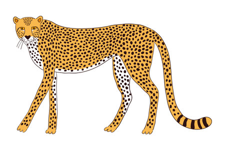 Cute walking cheetah hand drawn cartoon character illustration, sketch. Line art, drawing style design, isolated vector. Tropical animal, jungle wildlife, big cats, safari, nature, print elementのイラスト素材
