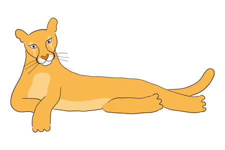 Cute cougar laying down hand drawn cartoon character illustration, sketch. Line art, drawing style design, isolated vector. Tropical animal, jungle wildlife, big cats, safari, nature, print elementのイラスト素材