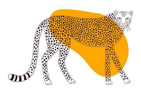 Cute walking cheetah hand drawn cartoon character illustration, sketch. Line art, drawing style design, isolated vector. Tropical animal, jungle wildlife, big cats, safari, nature, print elementのイラスト素材