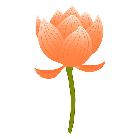 Lotus, water lily flower hand drawn illustration. Flat style design, isolated vector. Mid Autumn Festival floral, botanical element, beautiful Asian flora, blossom, bloom, plantのイラスト素材