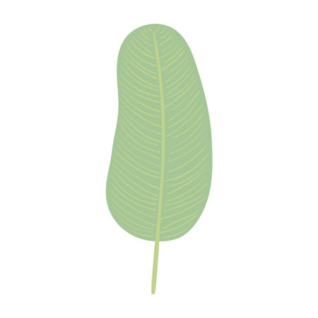 Tropical plant banana tree leaf hand drawn illustration. Flat style design, isolated vector. Exotic, rainforest plant, jungle flora, foliage, botanical elementのイラスト素材