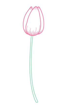 Tulip flower outline, hand drawn line art illustration. Spring blossom, pink bloom, floral element. Vector design, isolated. Mothers Day, Easter, seasonal, botanical clip artのイラスト素材