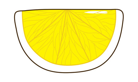 Lemon, citrus fruit slice, wedge hand drawn illustration, isolated vector. Line art style design. Summer clip art, seasonal element, print. Cocktail garnish, beach bar, pool partyのイラスト素材