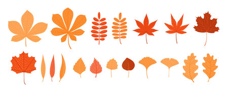 Colorful autumn leaves, isolated on transparent background. Hand drawn flat vector illustration. Seasonal design elements collection, botanical clip art set, vegetation, foliage, nature, plantのイラスト素材
