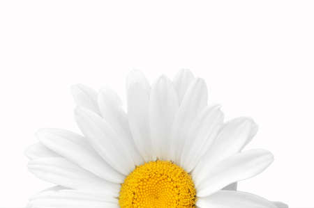 Camomile close-up.の写真素材