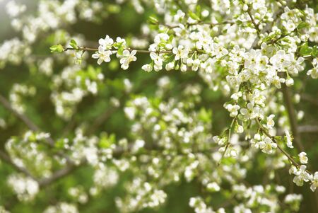 Blossoming cherry garden 
