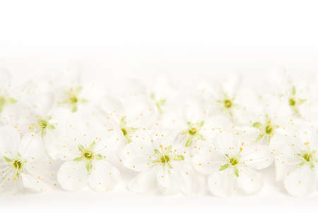 Branch blossoming cherry on white backgroundの写真素材