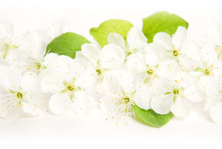 Branch blossoming cherry on white backgroundの写真素材