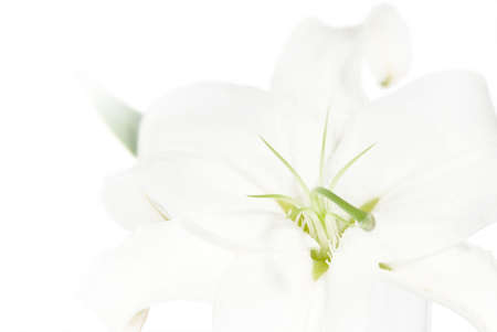Lily isolated on a white backgroundの写真素材
