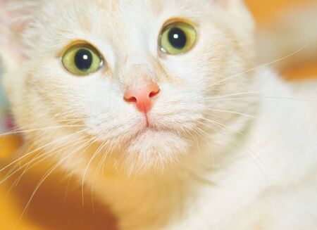 Beautiful white kitten portrait on yellow backgrounの写真素材