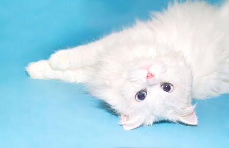 Beautiful white kitten portrait on syan backgroundの写真素材