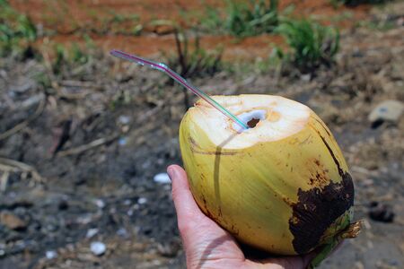 fresh coconut with a straw to drink waterのeditorial素材