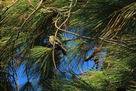 martiniquais blackbird who sings in summerの写真素材