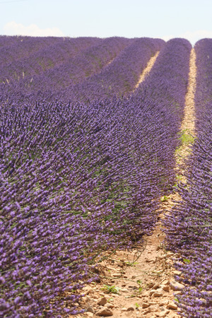 Rows and rows of purple lavender being grown in Provence, France.の写真素材